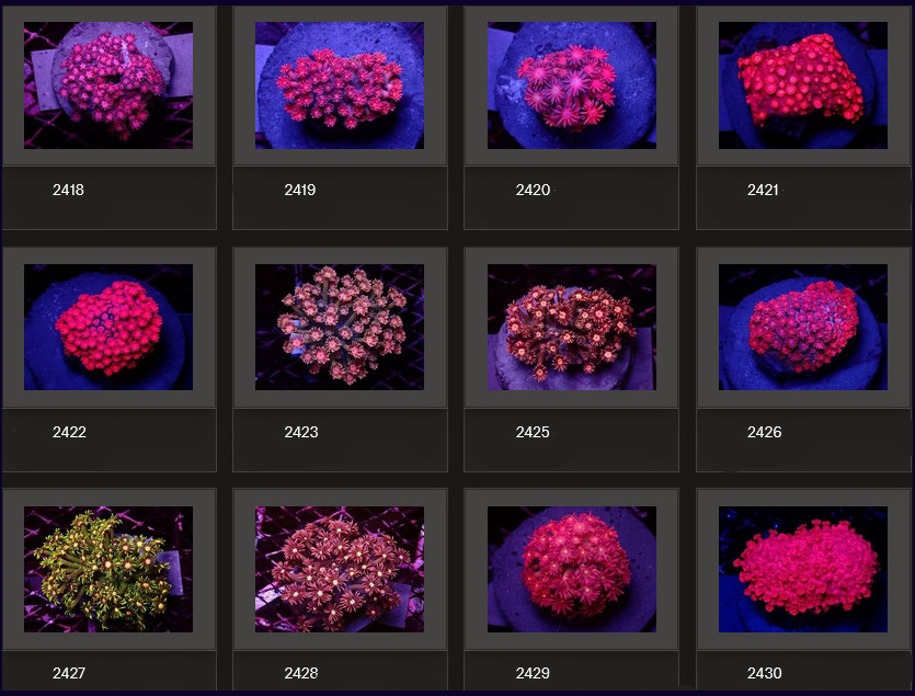 Kupang Corals