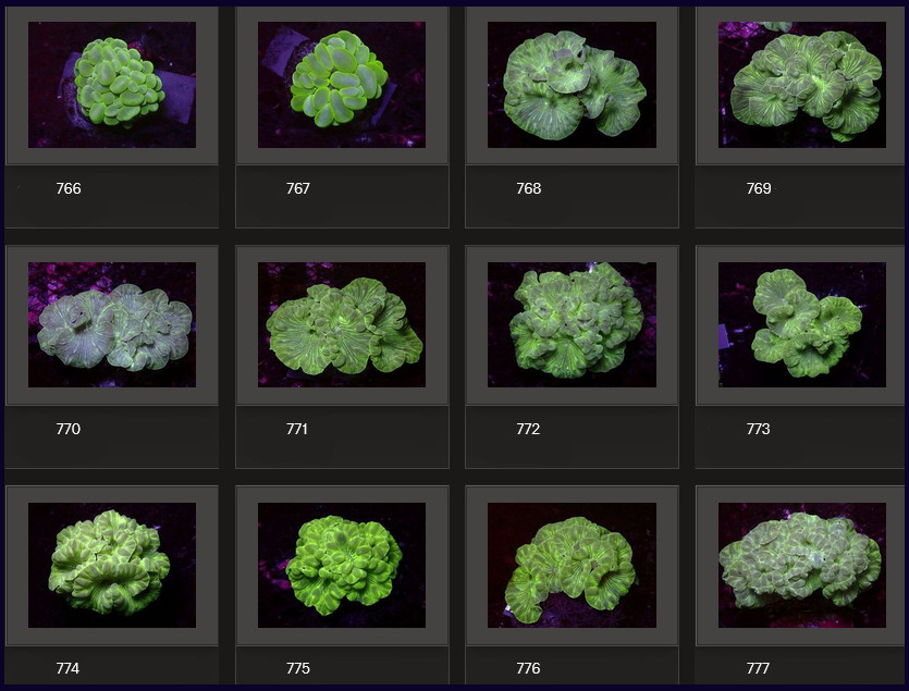 Kupang Corals