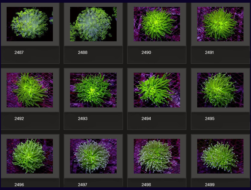 Kupang Corals