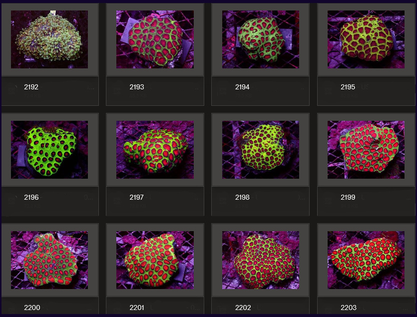 Kupang Corals