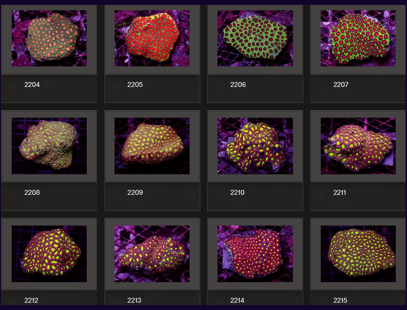 Kupang Corals