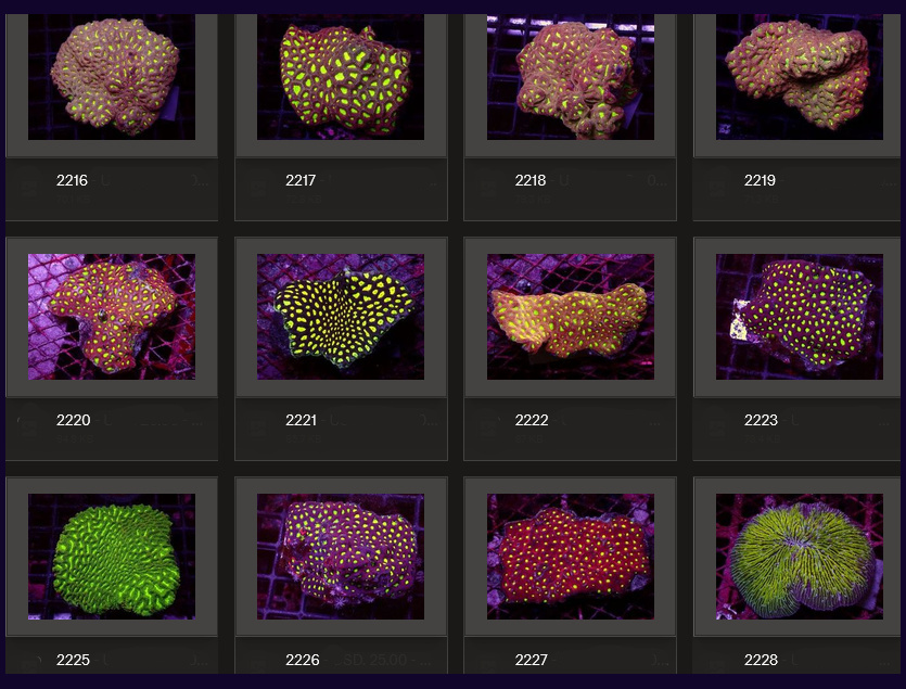 Kupang Corals