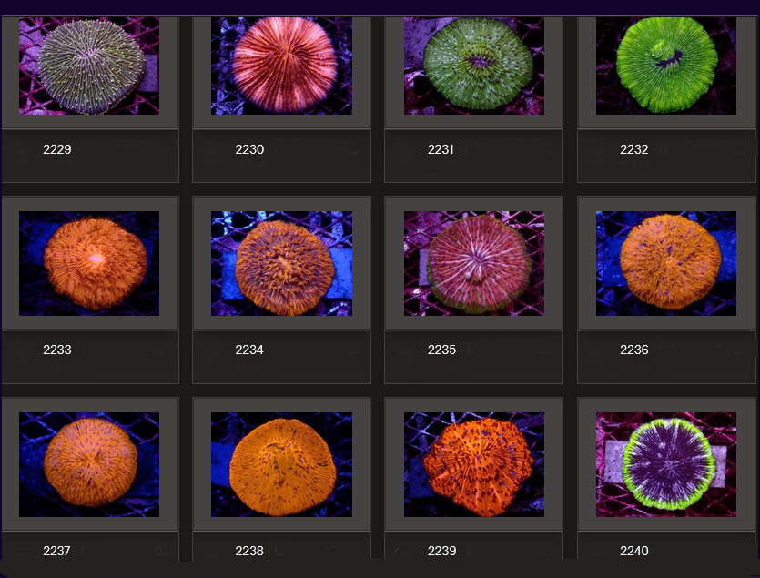 Kupang Corals