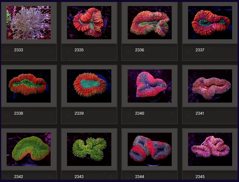 Kupang Corals