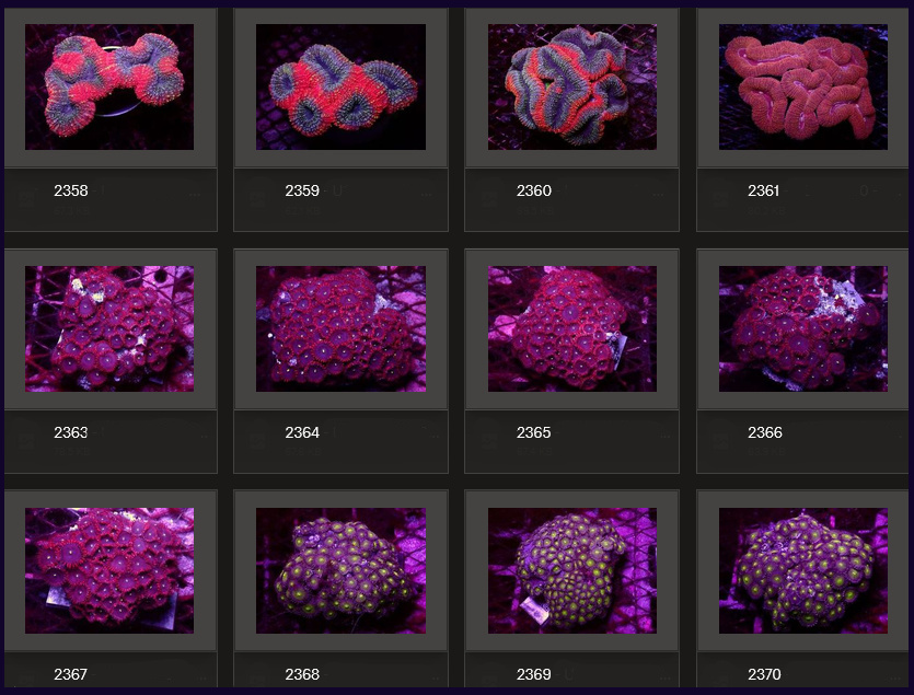 Kupang Corals