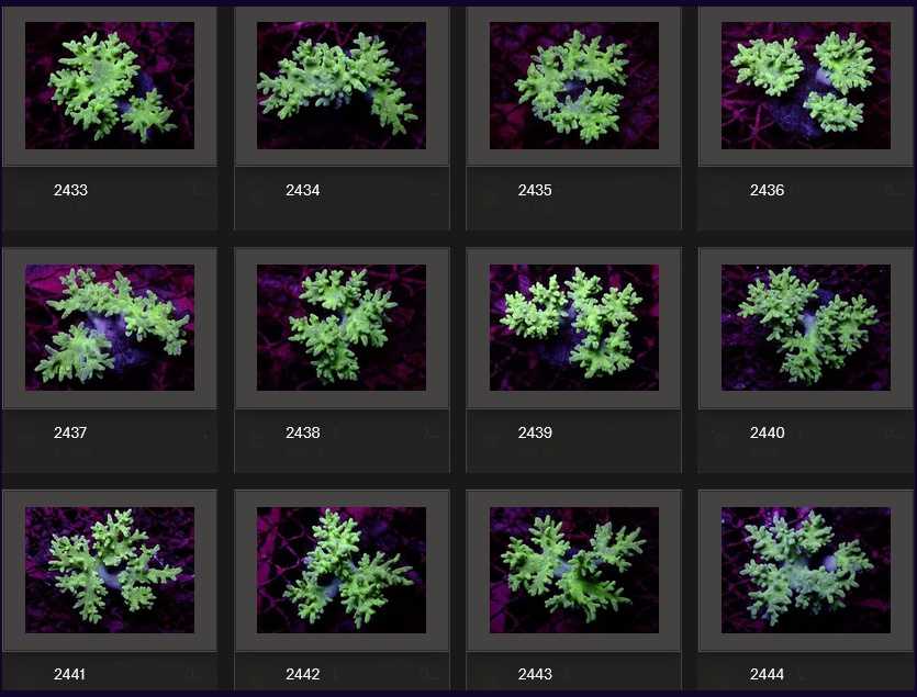 Kupang Corals