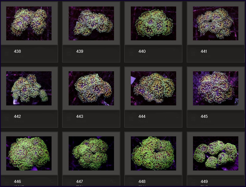 Kupang Corals