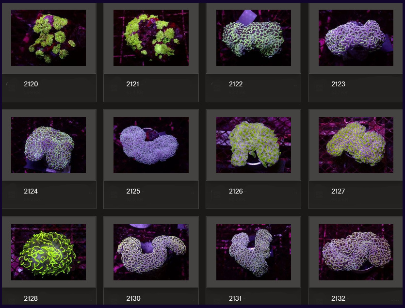 Kupang Corals