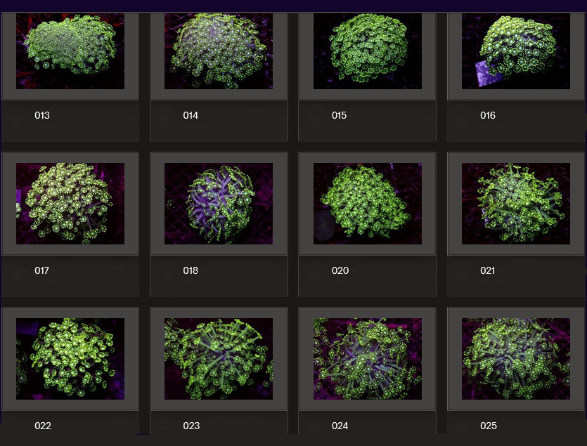 Kupang Corals