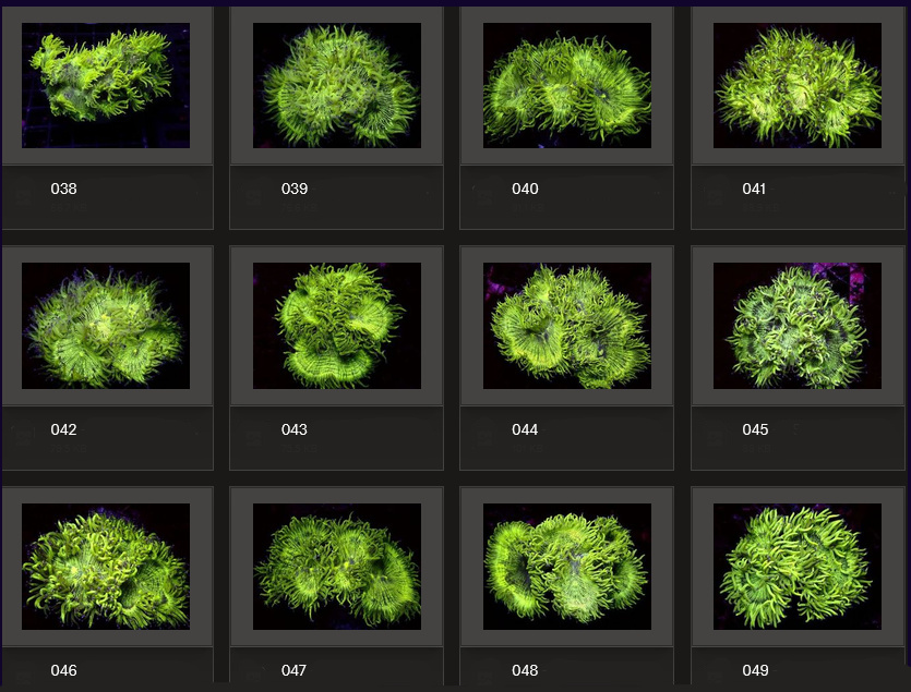 Kupang Corals