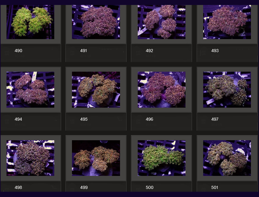 Kupang Corals