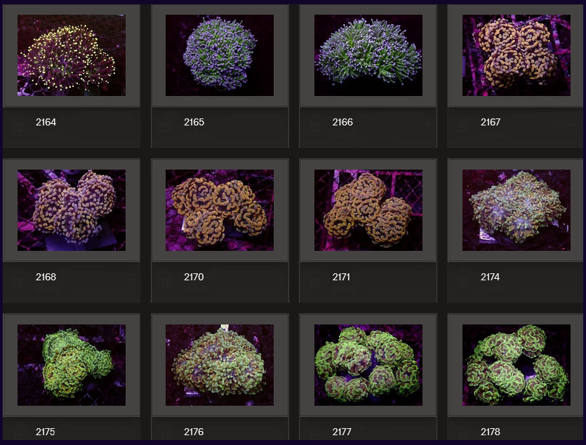 Kupang Corals