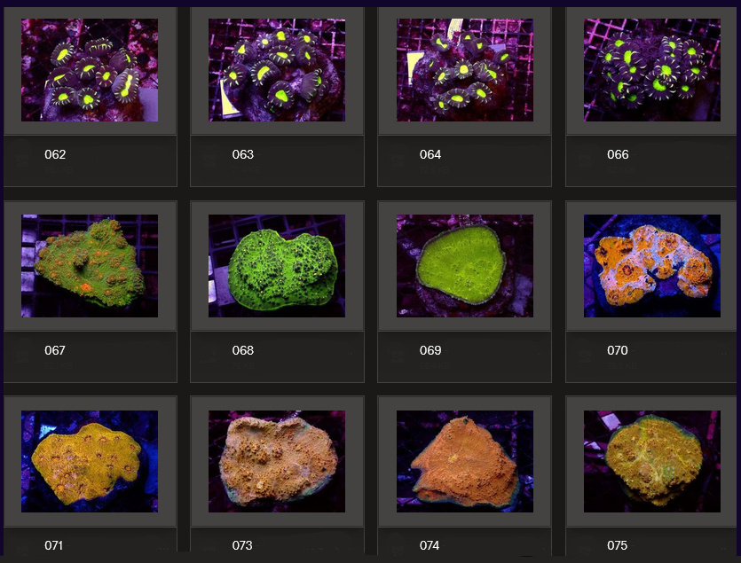 Kupang Corals