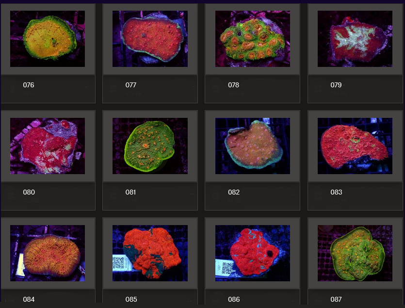 Kupang Corals