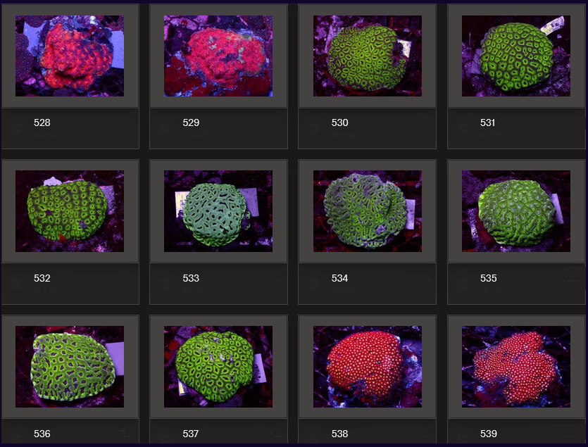 Kupang Corals