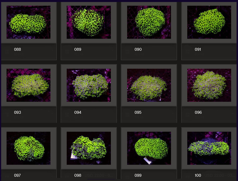 Kupang Corals