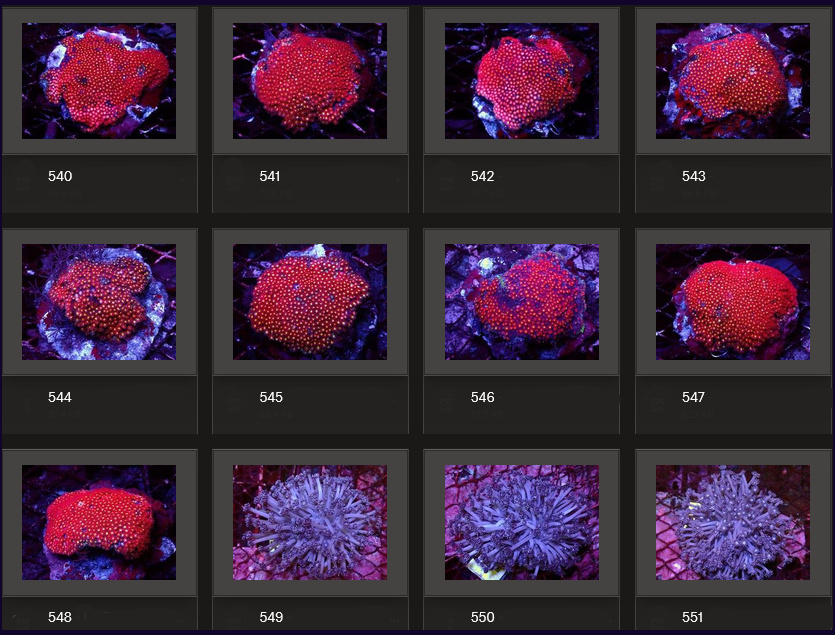 Kupang Corals