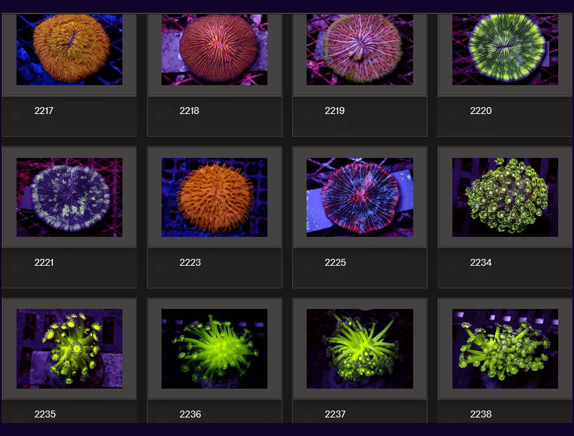 Kupang Corals