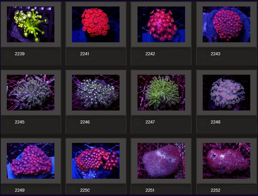Kupang Corals