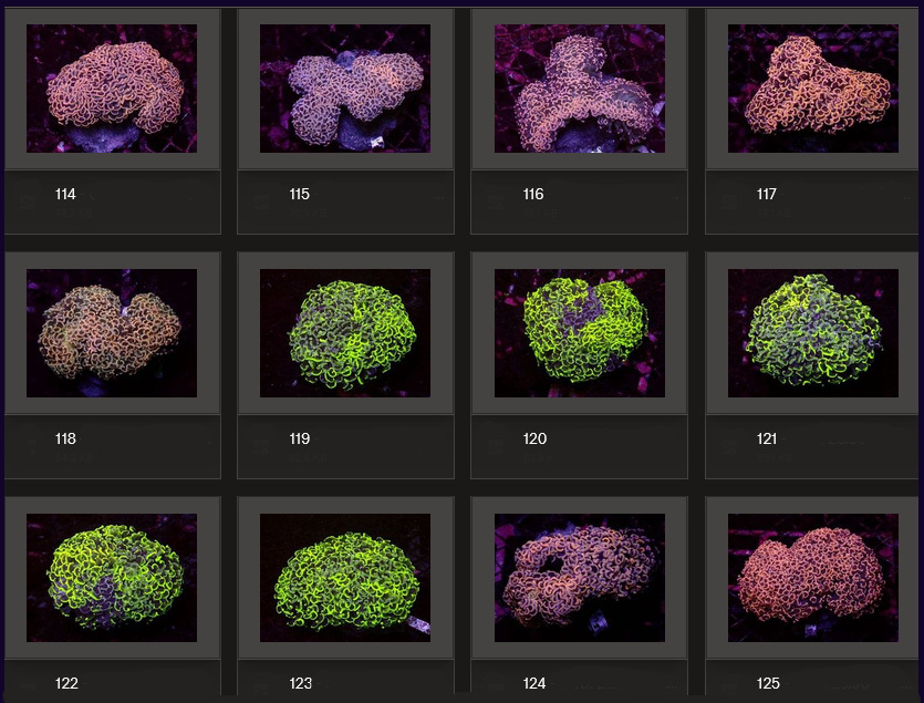 Kupang Corals