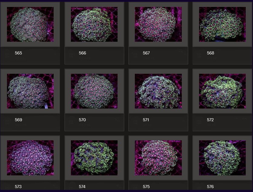 Kupang Corals
