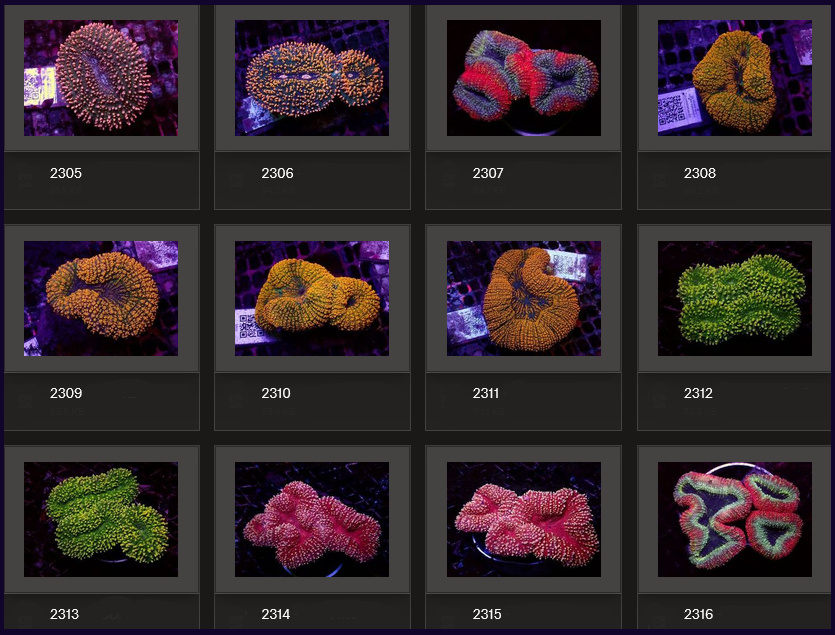 Kupang Corals