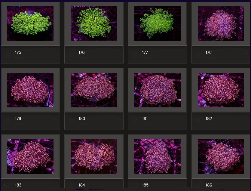 Kupang Corals