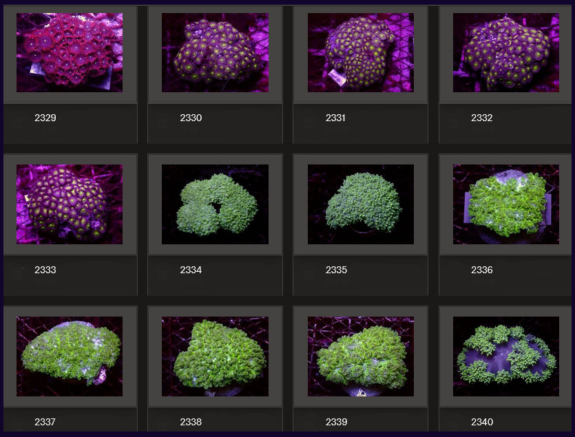 Kupang Corals