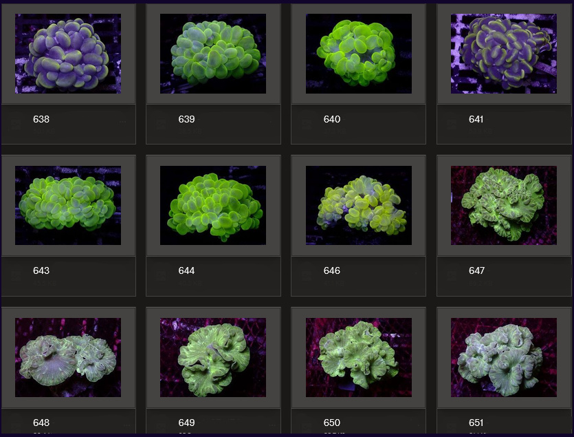 Kupang Corals