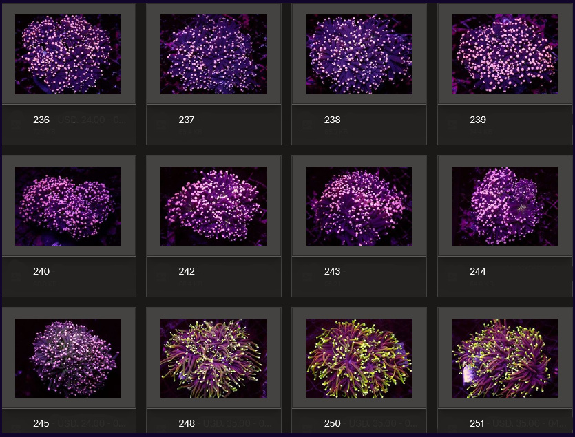 Kupang Corals