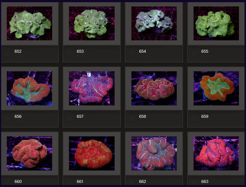 Kupang Corals