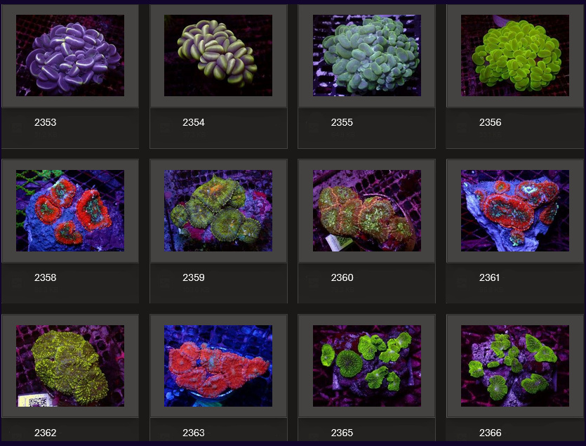 Kupang Corals