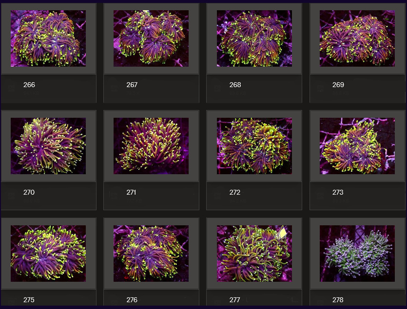 Kupang Corals