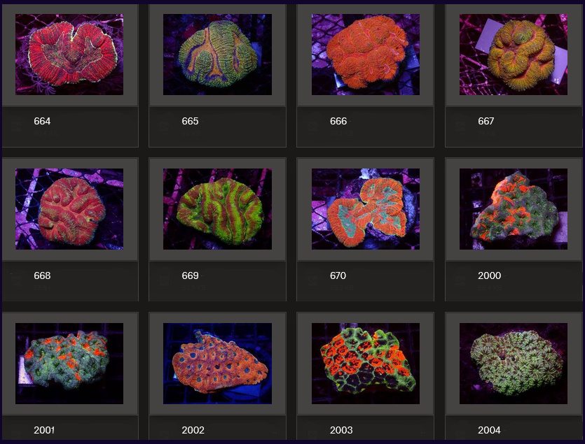 Kupang Corals