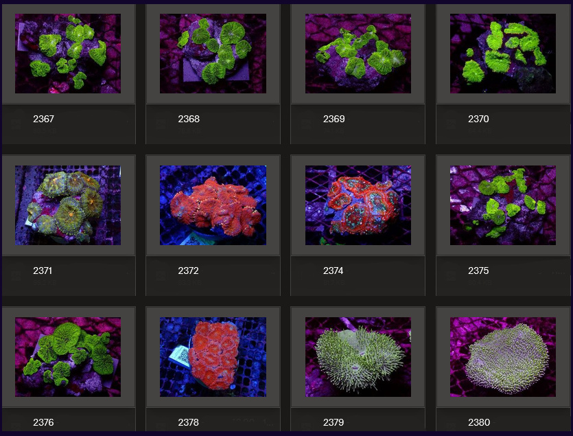 Kupang Corals