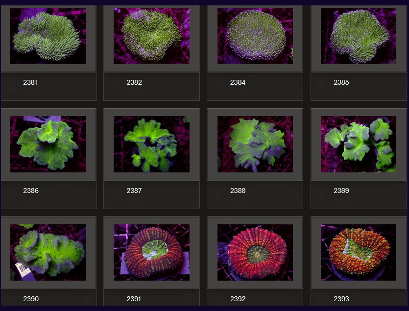 Kupang Corals