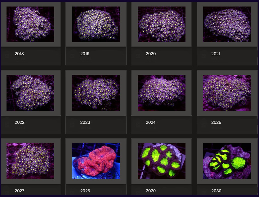 Kupang Corals