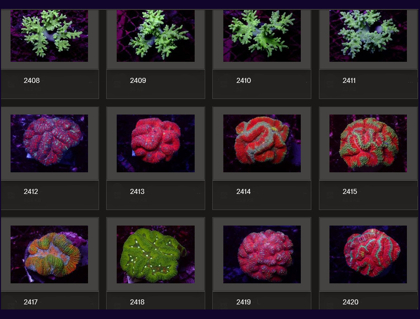 Kupang Corals