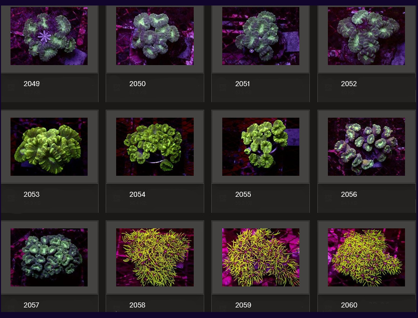 Kupang Corals