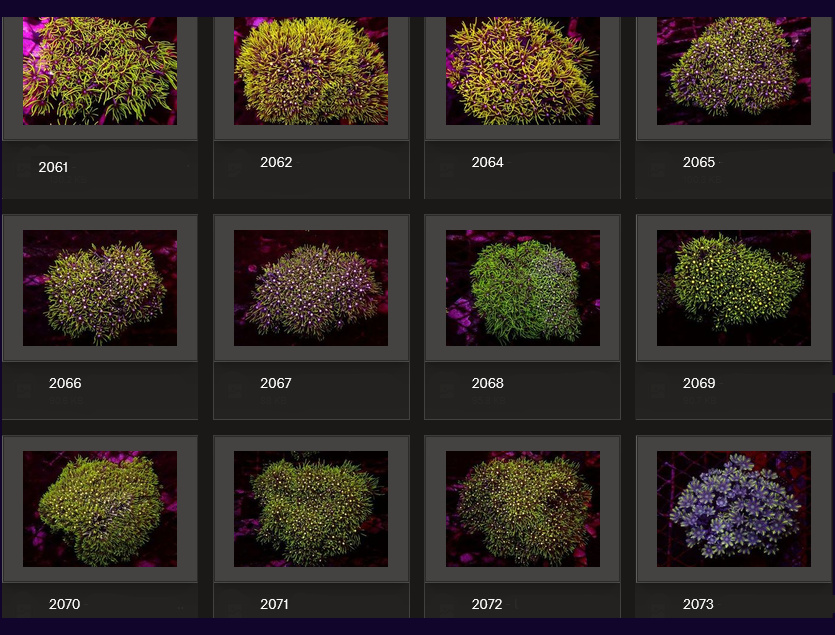 Kupang Corals