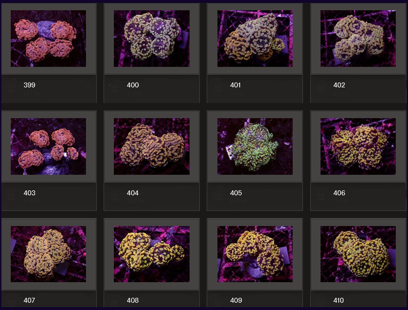 Kupang Corals