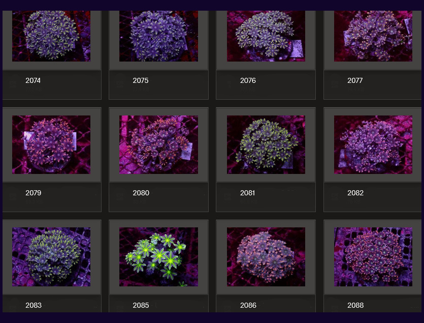 Kupang Corals