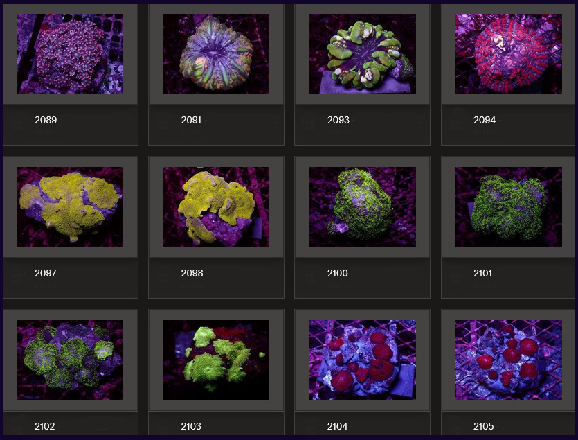 Kupang Corals