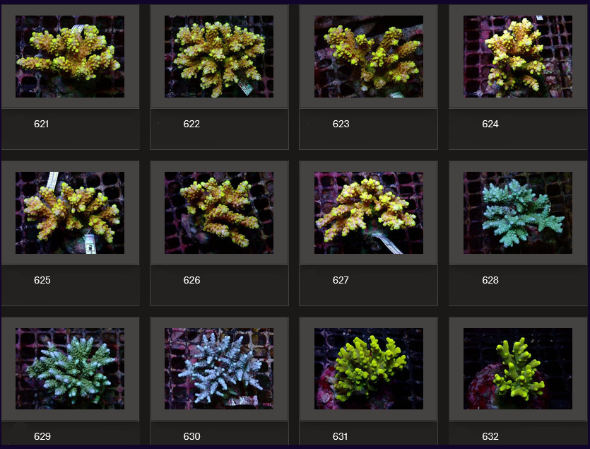 Kupang Acropora