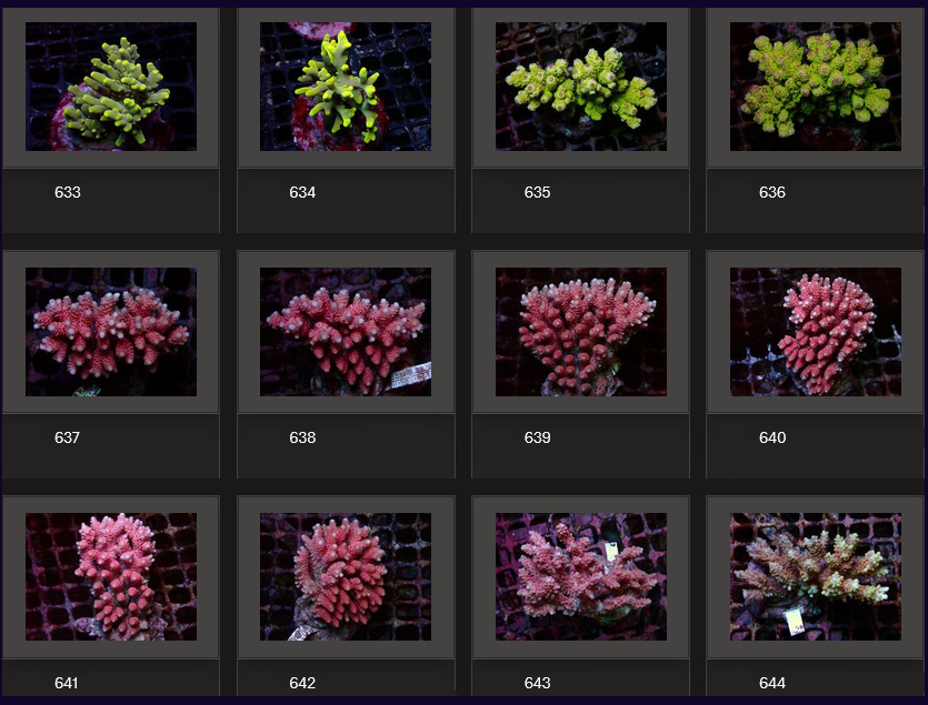 Kupang Acropora