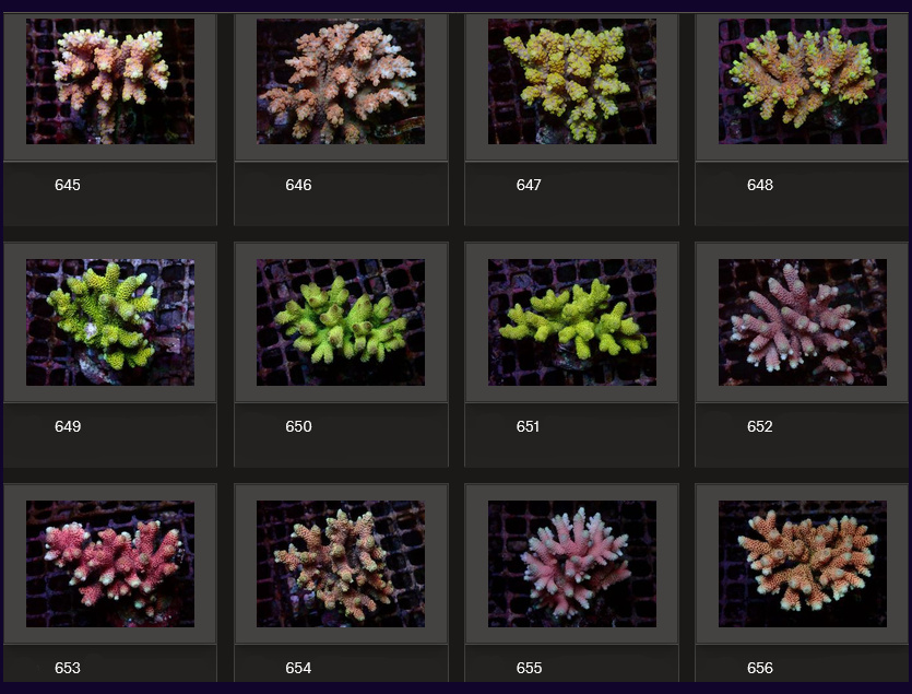 Kupang Acropora