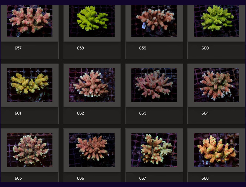 Kupang Acropora