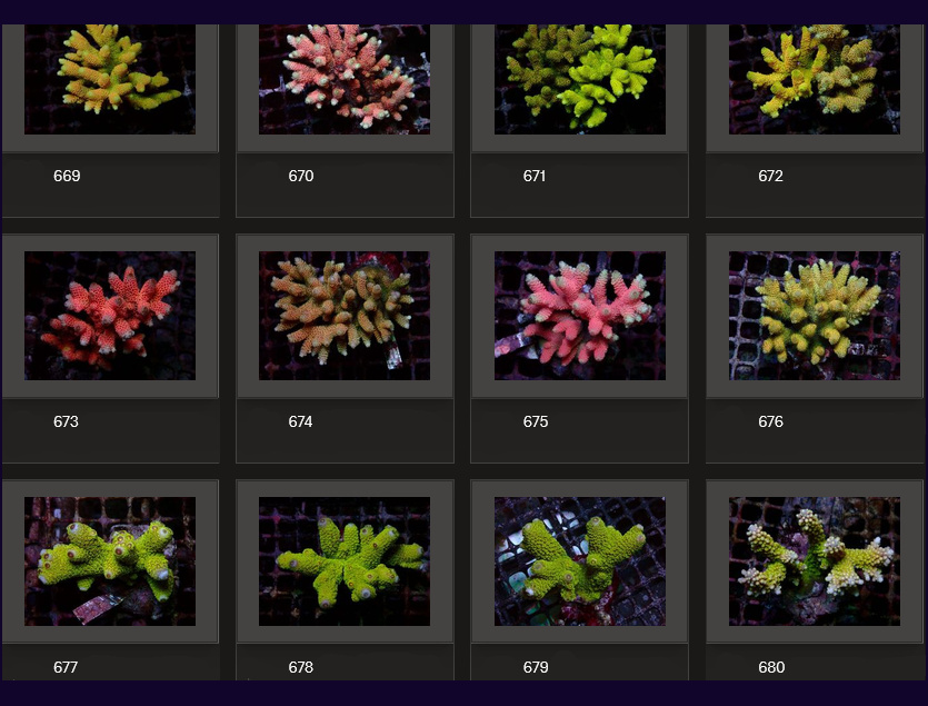 Kupang Acropora