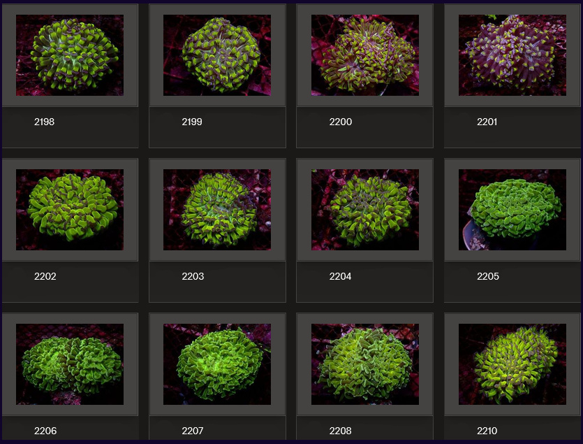 Kupang Corals