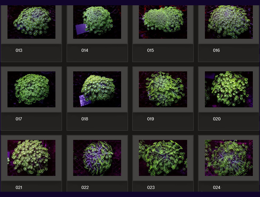 Kupang Corals